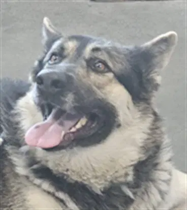 Ivy - German Shepherd Dog