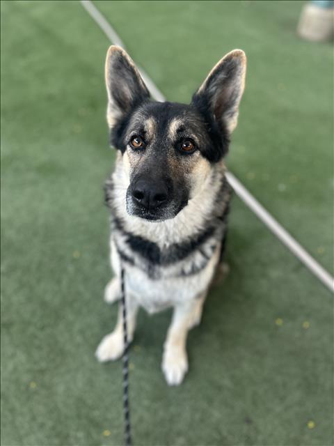 IVY, a dog for adoption from West Valley Animal Care and Control Center