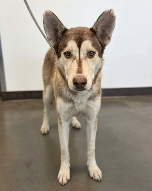 BELLA, a dog for adoption from West Valley Animal Care and Control Center