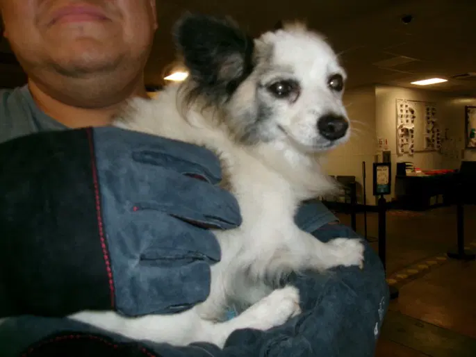 Luckey - Pomeranian