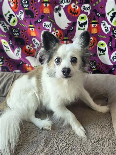 Luckey - Pomeranian