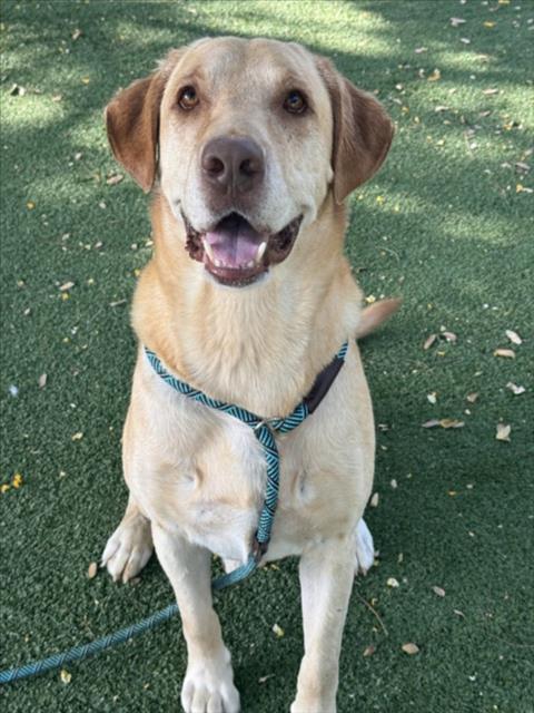 RODE, a dog for adoption from West Valley Animal Care and Control Center