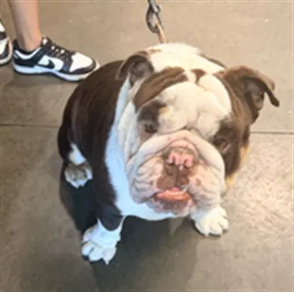 Archie - English Bulldog