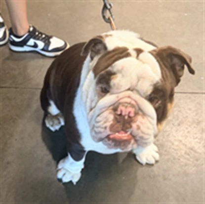 Archie