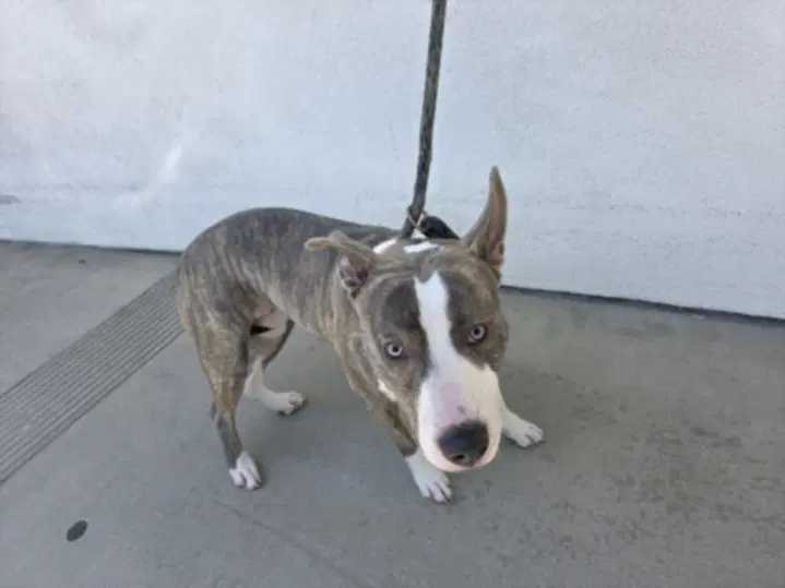 Princes - Pit Bull Terrier