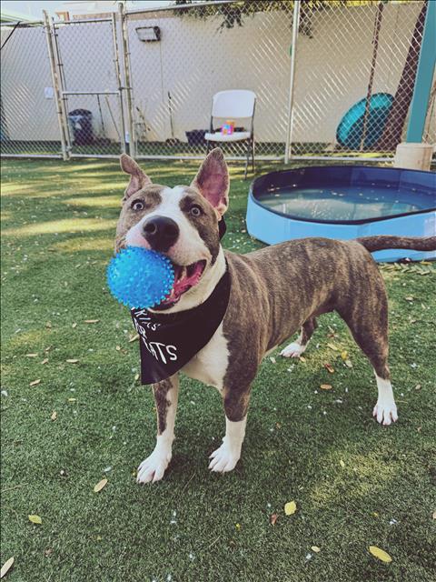 PRINCES, a dog for adoption from West Valley Animal Care and Control Center
