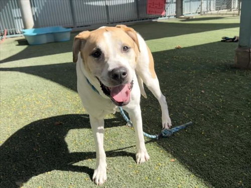 YAGER, a dog for adoption from West Valley Animal Care and Control Center