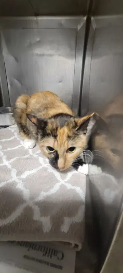 Kali - Domestic Short Hair