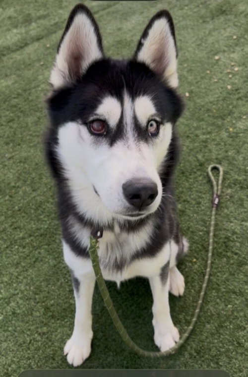 Astro, Siberian Husky (medium coat)