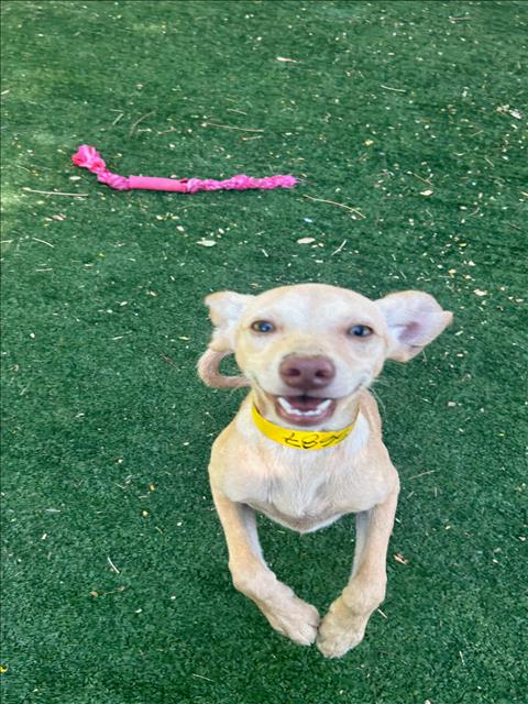 GREG, a dog for adoption from West Valley Animal Care and Control Center