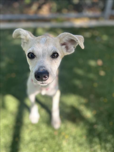 WIRT, a dog for adoption from West Valley Animal Care and Control Center