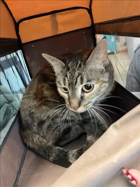 Misa - Domestic Short Hair