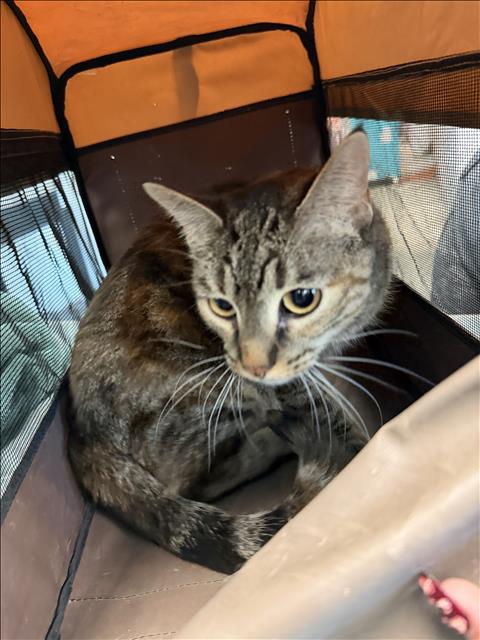 MISA, a cat for adoption from West Valley Animal Care and Control Center