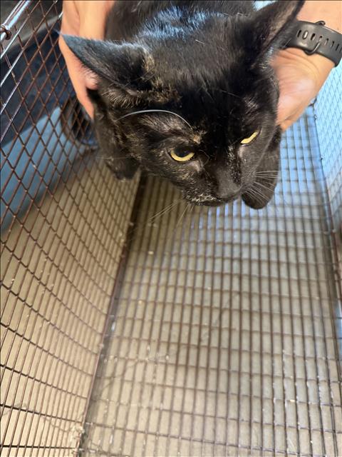COOKIE, a cat for adoption from West Valley Animal Care and Control Center