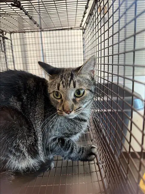 Church - Domestic Short Hair