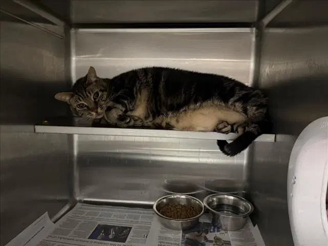 Rocket - Domestic Short Hair