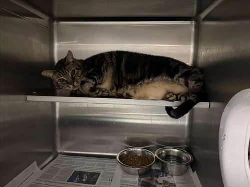 ROCKET, a cat for adoption from West Valley Animal Care and Control Center