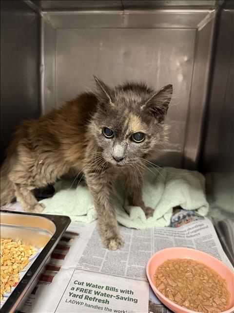 INDIA, a cat for adoption from West Valley Animal Care and Control Center