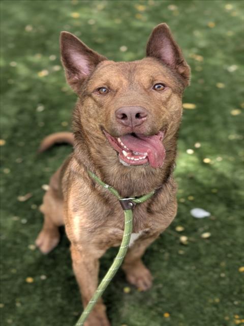 CHESTER, a dog for adoption from West Valley Animal Care and Control Center