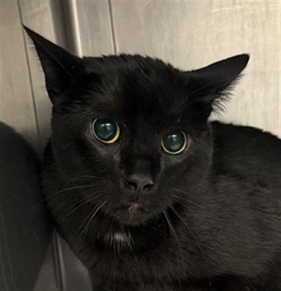 SPUNKY, a cat for adoption from West Valley Animal Care and Control Center