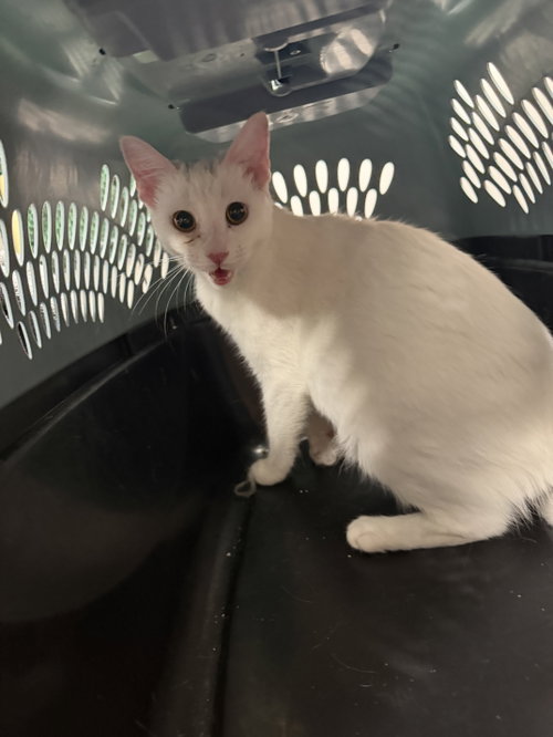 JFK, a cat for adoption from West Valley Animal Care and Control Center