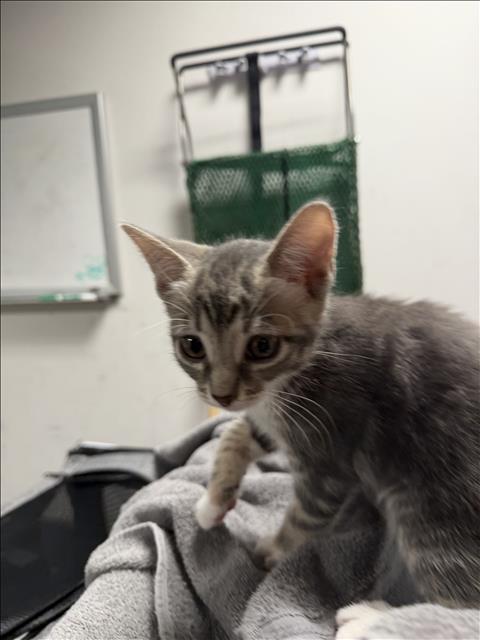ALLY, a cat for adoption from West Valley Animal Care and Control Center