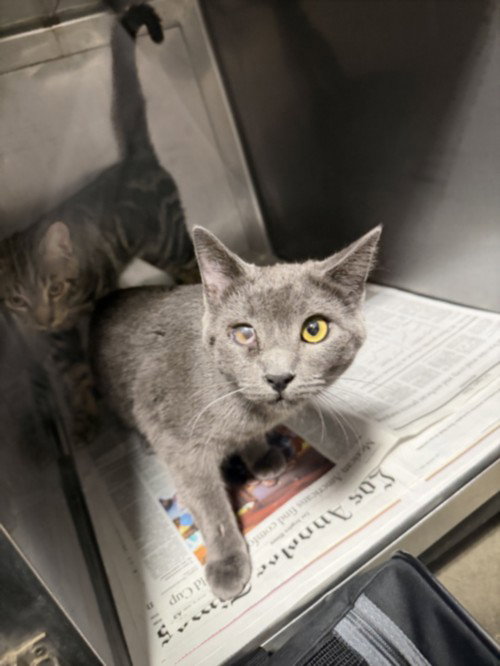 NIEL, a cat for adoption from West Valley Animal Care and Control Center