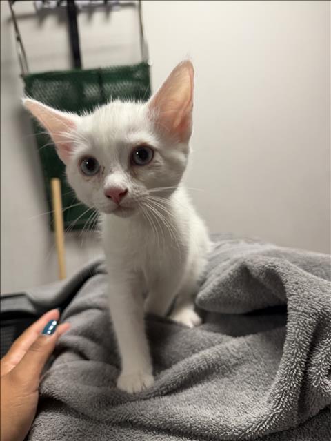 FERGIE, a cat for adoption from West Valley Animal Care and Control Center