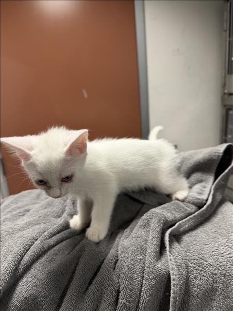 MOJO JOJO, a cat for adoption from West Valley Animal Care and Control Center