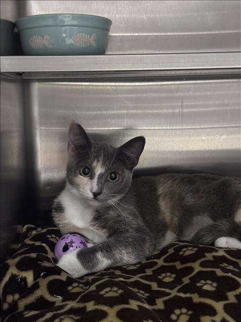 ED, a cat for adoption from West Valley Animal Care and Control Center