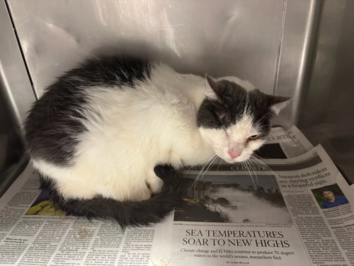 OPAL, a cat for adoption from West Valley Animal Care and Control Center