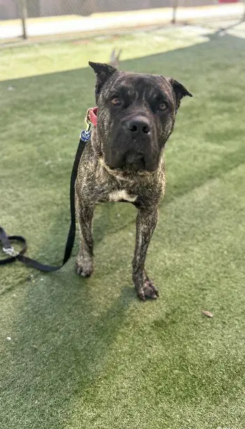 Kurama - Presa Canario
