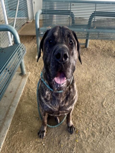 APOLLO, a dog for adoption from West Valley Animal Care and Control Center