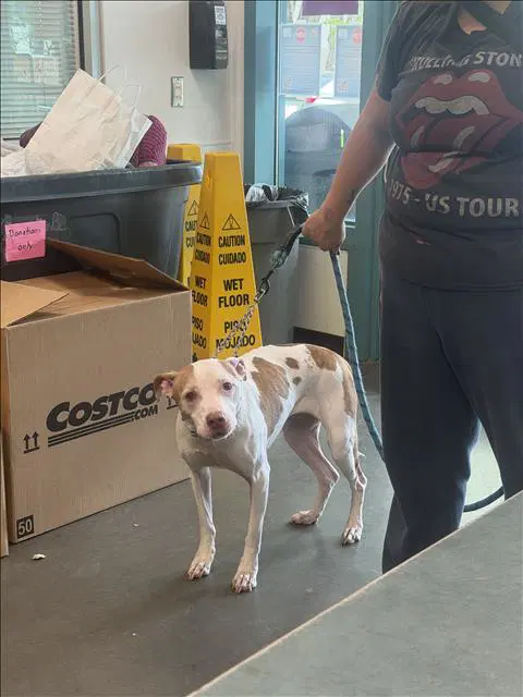 Blanca - Pit Bull Terrier