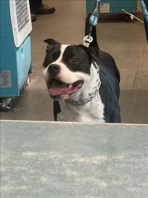 Bandit - Pit Bull Terrier