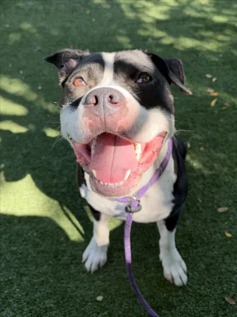 Bandit - Pit Bull Terrier