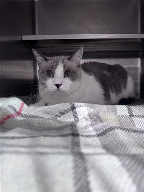 Pepper - Snowshoe