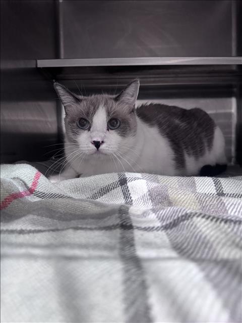 PEPPER, a cat for adoption from West Valley Animal Care and Control Center