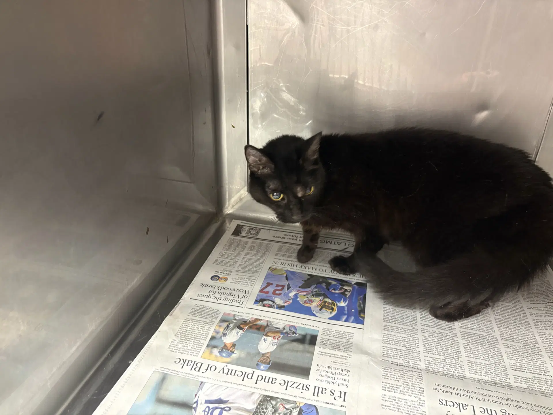Boo - Domestic Short Hair