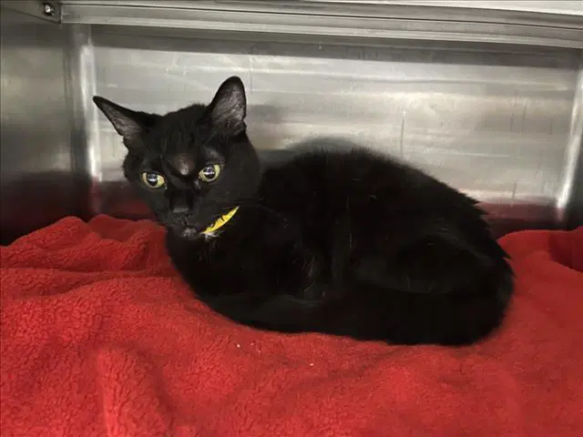 Boo - Domestic Short Hair