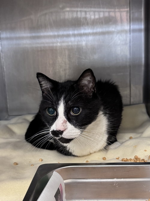 SHAMOO, a cat for adoption from West Valley Animal Care and Control Center