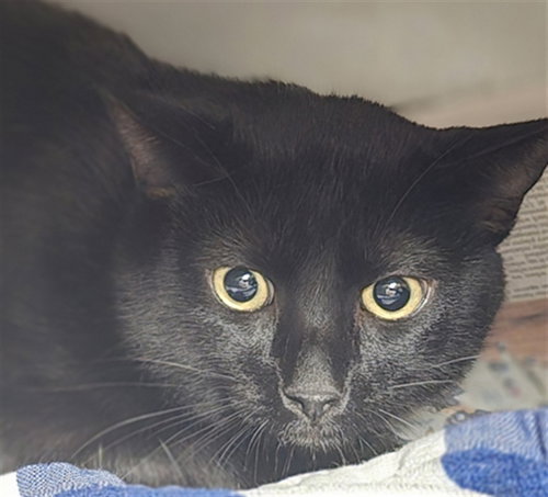 SALEM, a cat for adoption from West Valley Animal Care and Control Center