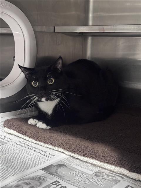 MIDNIGHT, a cat for adoption from West Valley Animal Care and Control Center