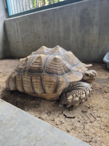 ONIX, a tortoise for adoption from West Valley Animal Care and Control Center