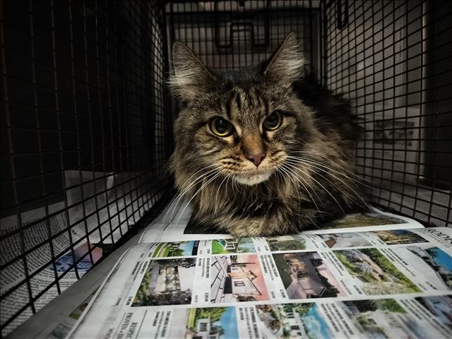 Osa, Domestic Long Hair
