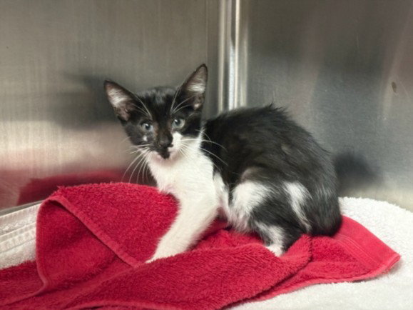 Sprinkles, Domestic Short Hair