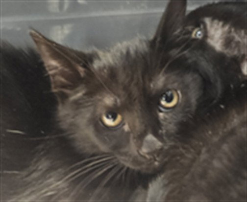 Pebbles, Domestic Short Hair