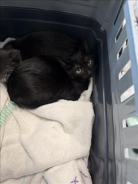 CHELLY, a cat for adoption from West Valley Animal Care and Control Center