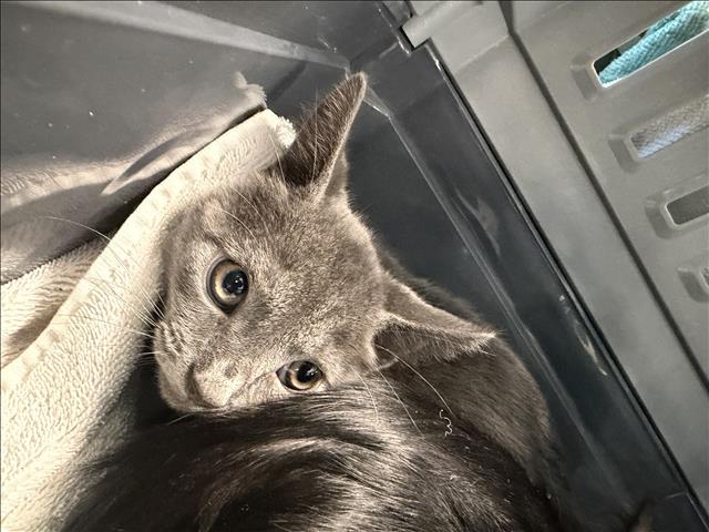 Mel, Domestic Short Hair
