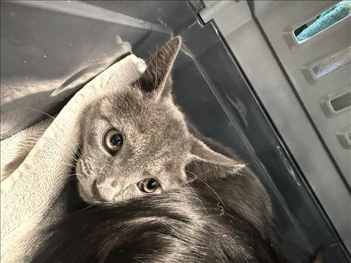 MEL, a cat for adoption from West Valley Animal Care and Control Center
